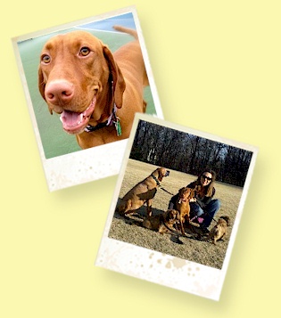 Pet Care in the McLean, Virginia area