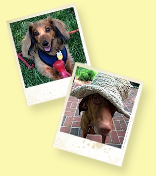 Yvonne May - Dog Gone Walking With Me, LLC - Pet Care Services