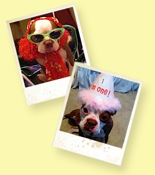 Quality Dog Walking Services!