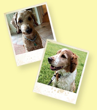 Yvonne May Dog Walking & Pet Care Services 