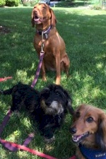 Yvonne May - Dog Walking | Pet Sitting